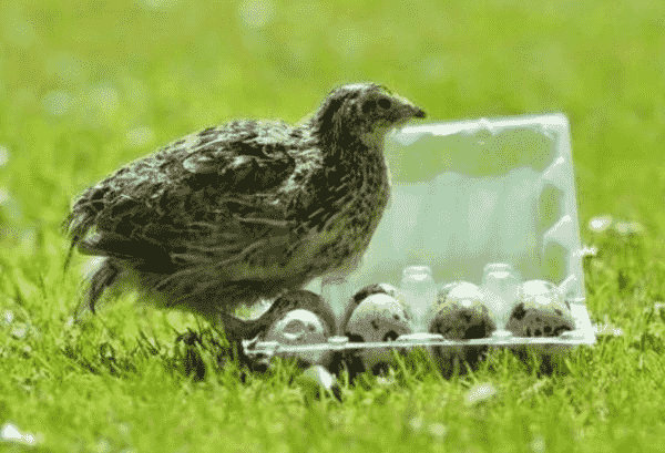 鵪鶉飼養