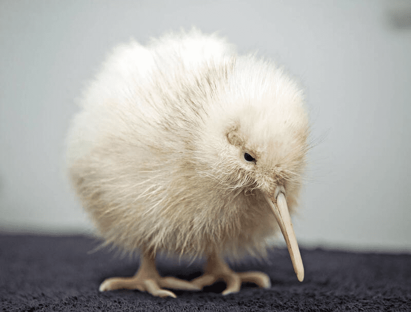 奇異鳥