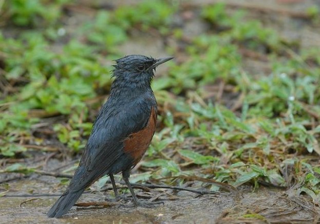 藍磯鶇飼養 藍磯鶇飼養