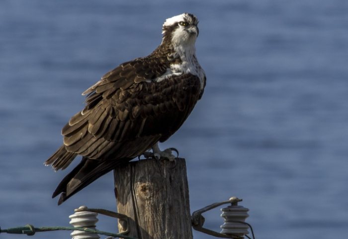 魚鷹捕魚 魚鷹捕魚