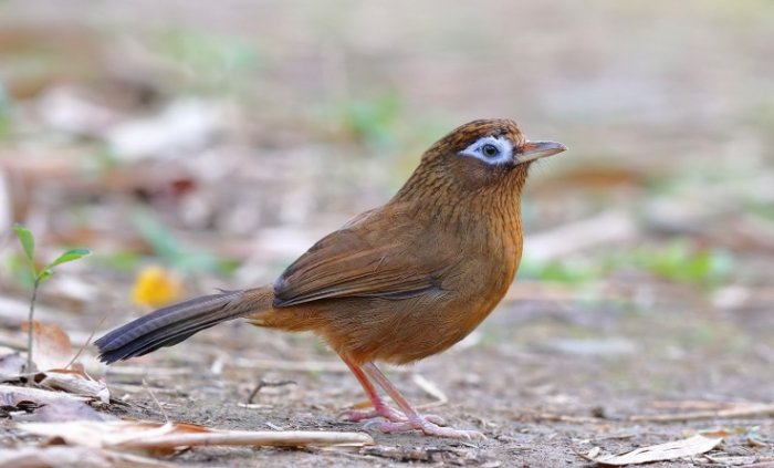 畫眉鳥飼養 畫眉鳥飼養
