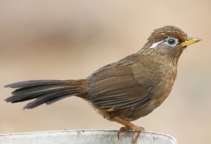 畫眉鳥的介紹 畫眉鳥的介紹
