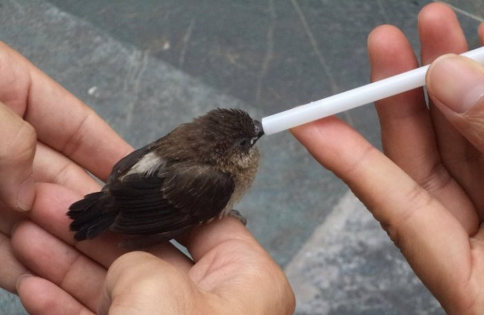 文鳥壽命