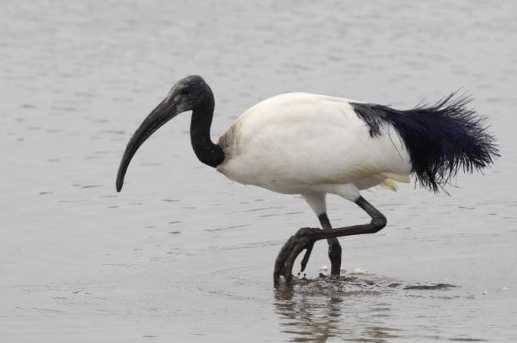 鳥品種介紹 鳥品種介紹