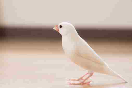 文鳥飼養 文鳥飼養