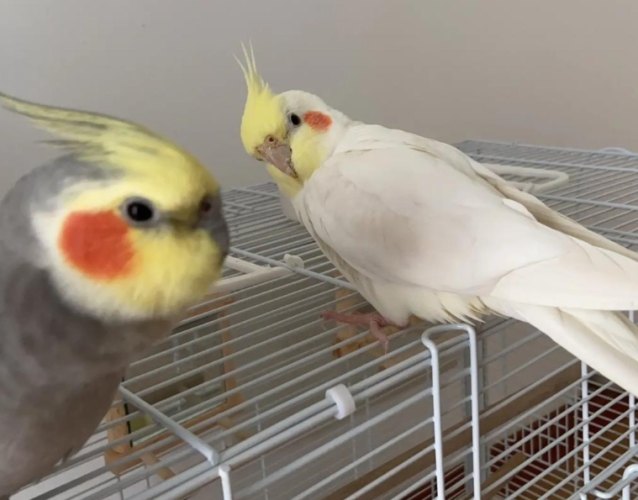 玄鳳鸚鵡價格排行榜 玄鳳鸚鵡價格排行榜