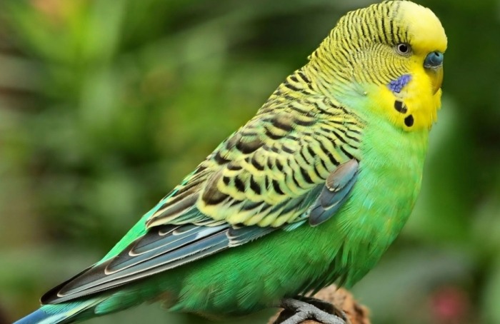 觀賞鳥飼養