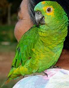 鳥類大全 鳥類大全