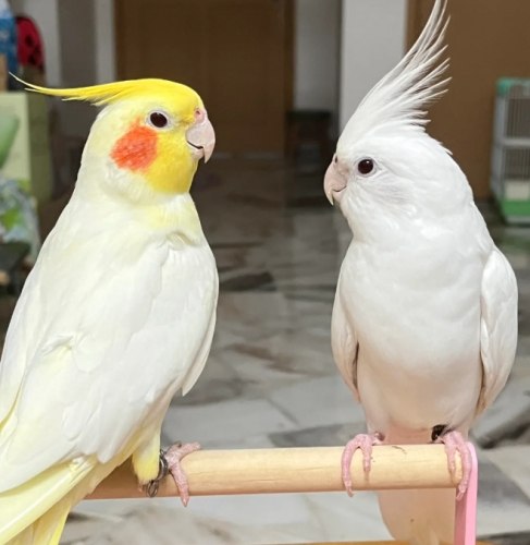 觀賞鳥 觀賞鳥