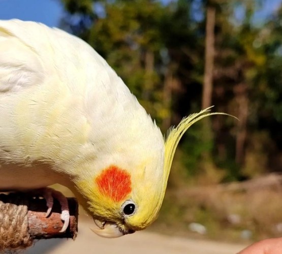 玄鳳鸚鵡價格排行榜 玄鳳鸚鵡價格排行榜