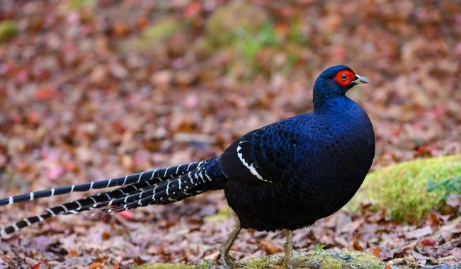 鳥類大全 鳥類大全