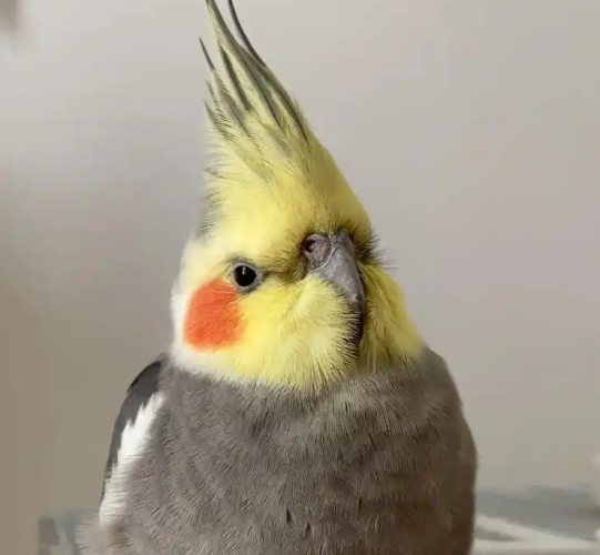 影響玄鳳鸚鵡價格因素 影響玄鳳鸚鵡價格因素