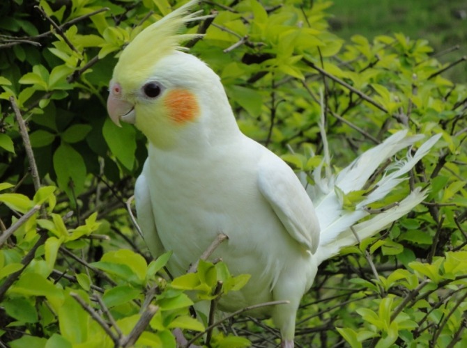 觀賞鳥種類