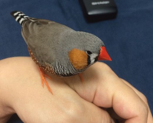 觀賞鳥種類