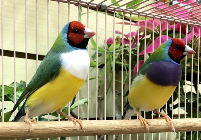 觀賞鳥飼養