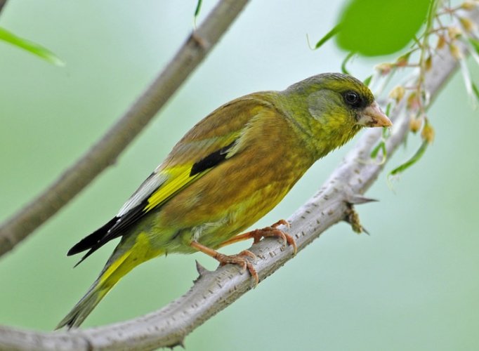 觀賞鳥飼養