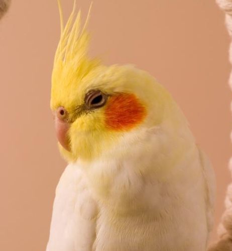 影響玄鳳鸚鵡價格因素