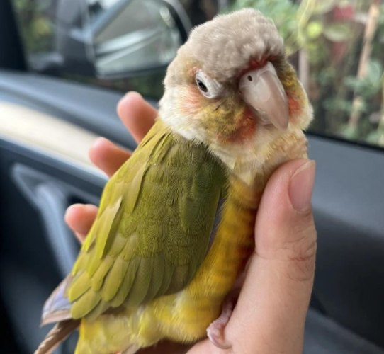 小太陽鸚鵡繁殖