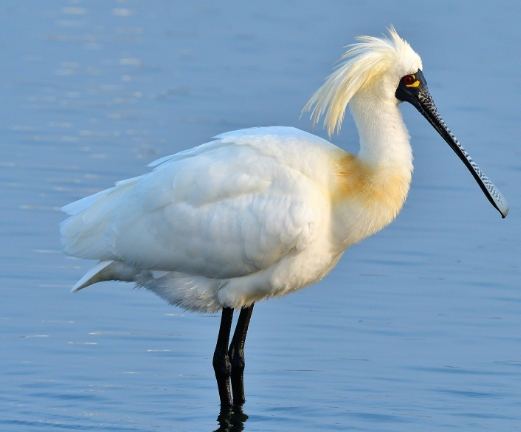 鳥類大全 鳥類大全