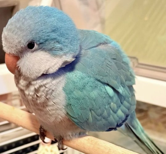 觀賞鳥飼養