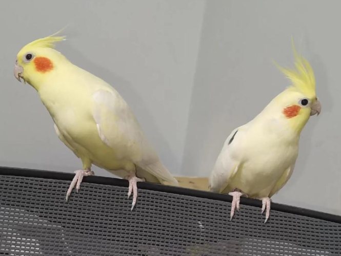 玄鳳鸚鵡價格排行榜