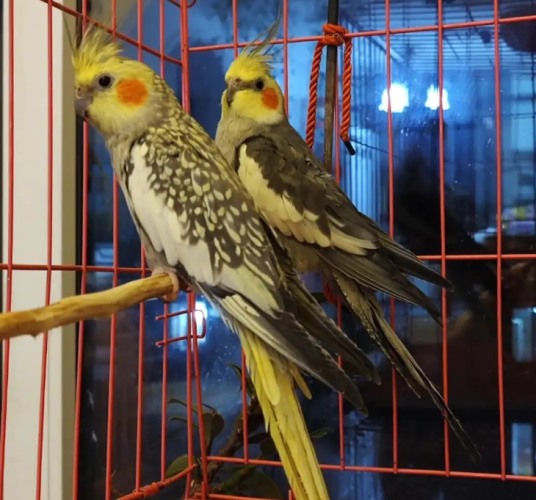 玄鳳鸚鵡價格排行榜 玄鳳鸚鵡價格排行榜