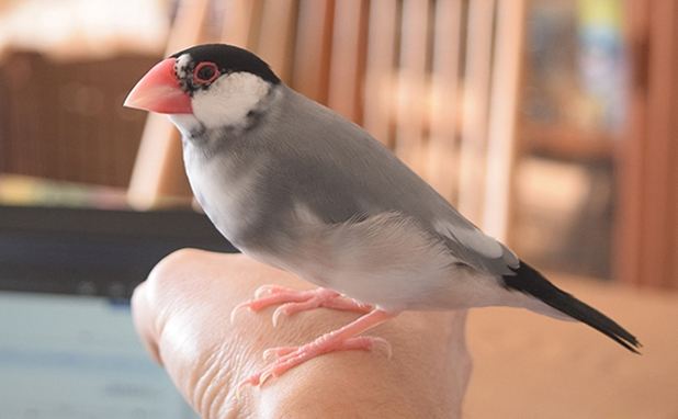 文鳥