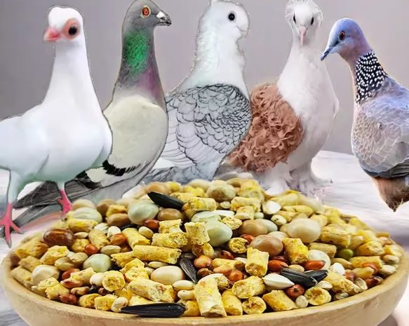 鴿子飼料品質 鴿子飼料品質