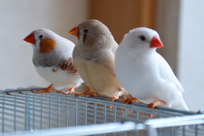 觀賞鳥種類