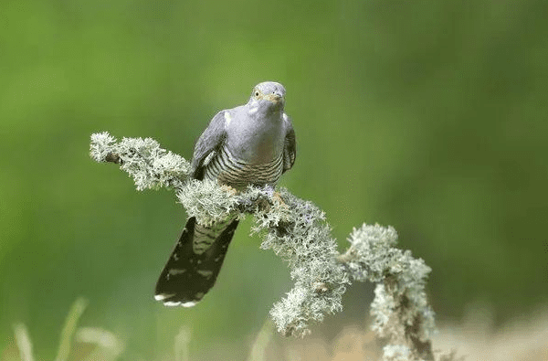 杜鵑鳥典故