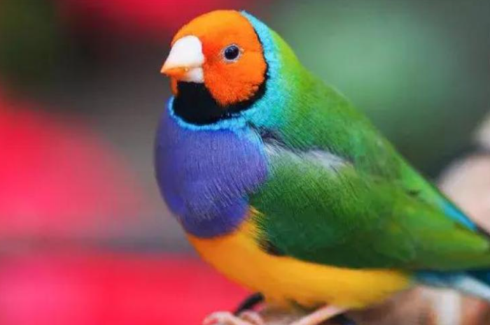 胡錦鳥價格 胡錦鳥價格