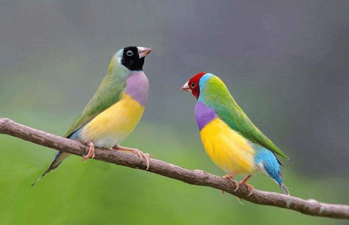 胡錦鳥 胡錦鳥