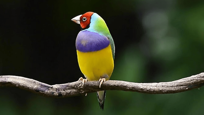 胡錦鳥叫聲 胡錦鳥叫聲