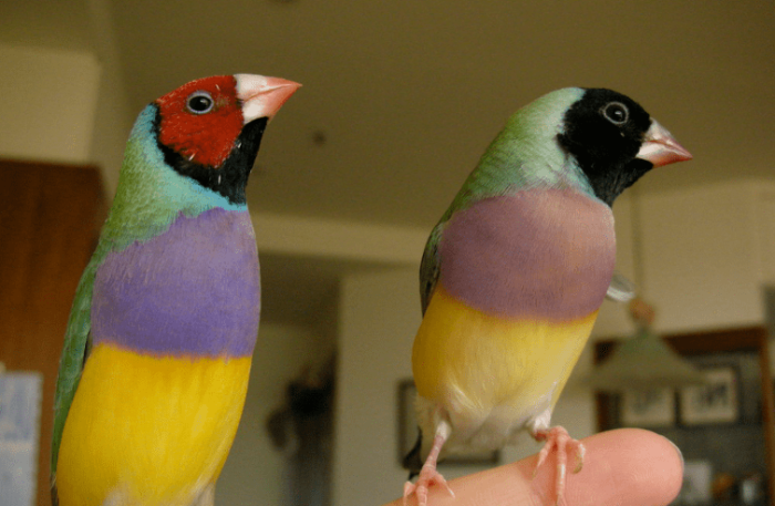 胡錦鳥壽命 胡錦鳥壽命