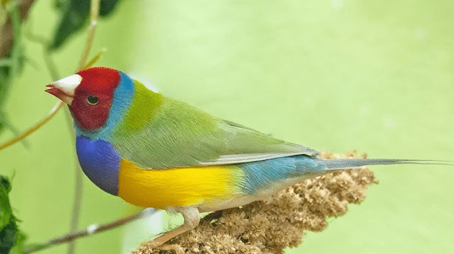 胡錦鳥叫聲 胡錦鳥叫聲