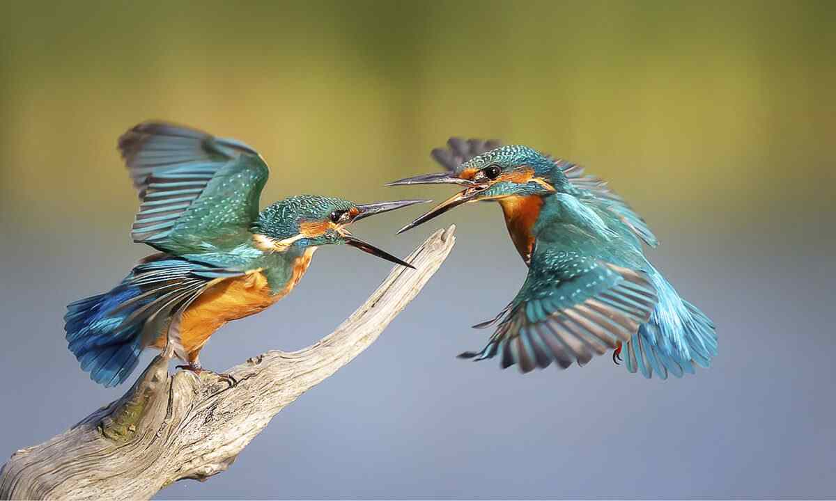翠鳥形態特徵