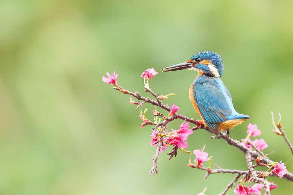 翠鳥種類