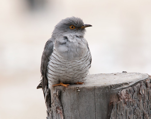 杜鵑鳥叫聲​