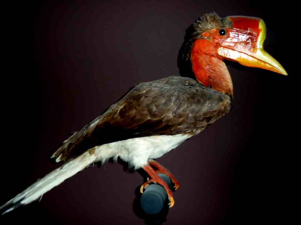 盔犀鳥 盔犀鳥