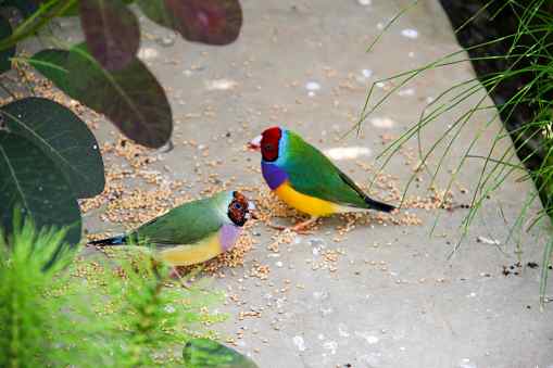 胡錦鳥壽命 胡錦鳥壽命