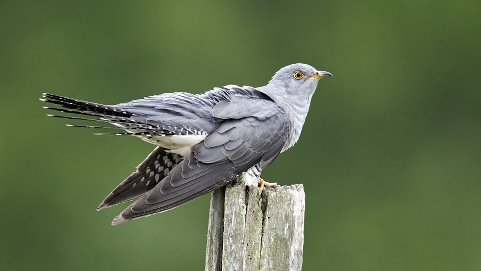 布穀鳥叫聲